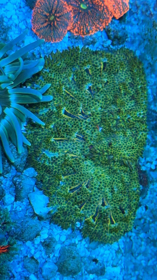 Maxi Mini Carpet Anemone