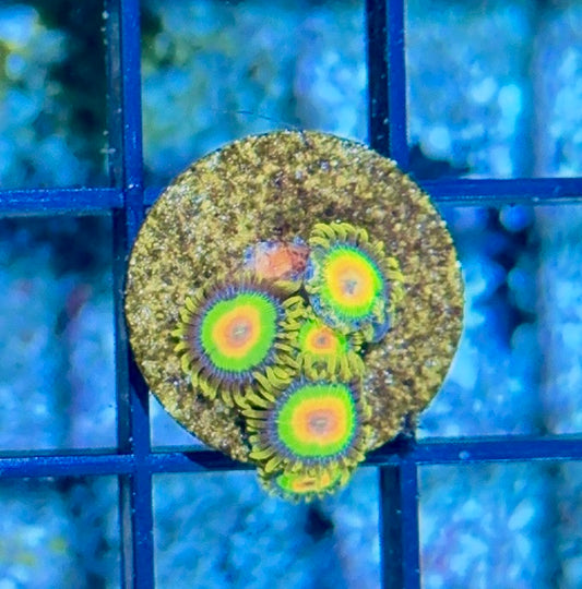 Cultured Zoa 16- Rasta