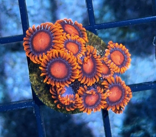 Cultured Zoa 28-Bam Bams