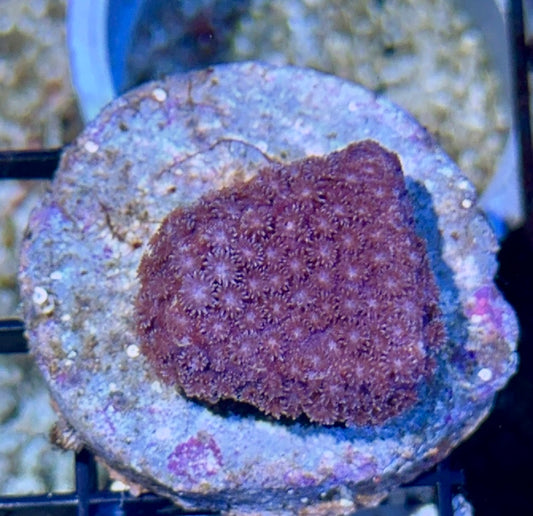 Purple short polyp Goni