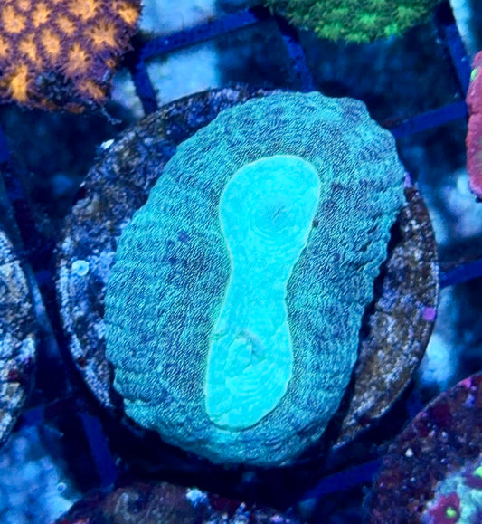 Acan  Bowerbanki