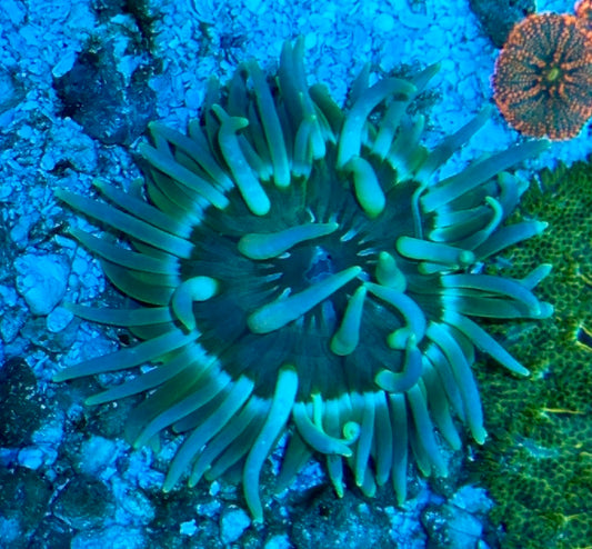 Long Tentacle Anemone