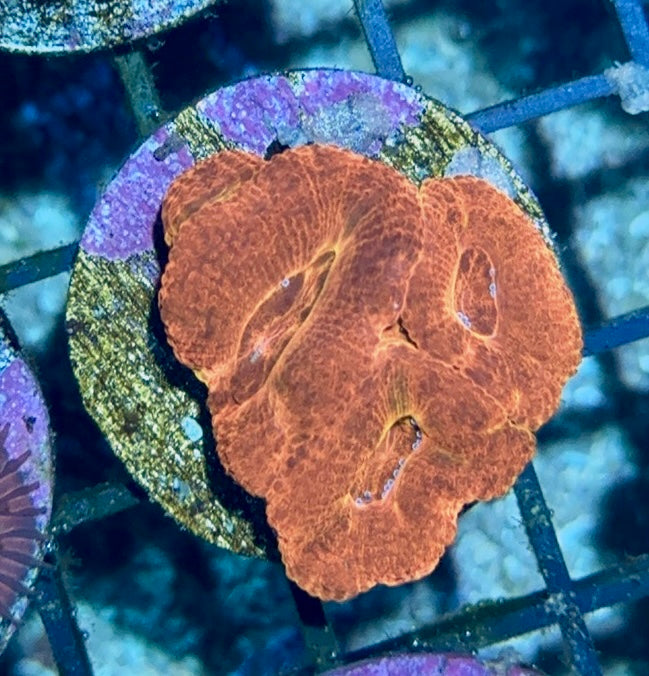 Acan Frag