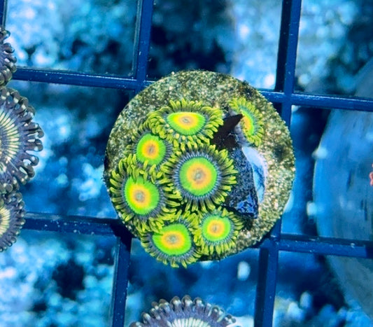 Cultured Zoa 10-Rasta