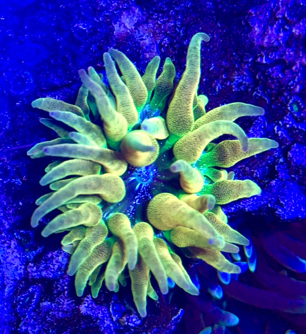 Bubble Tip Anemone