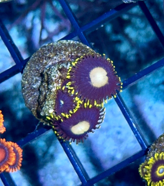 Cultured Zoa 29