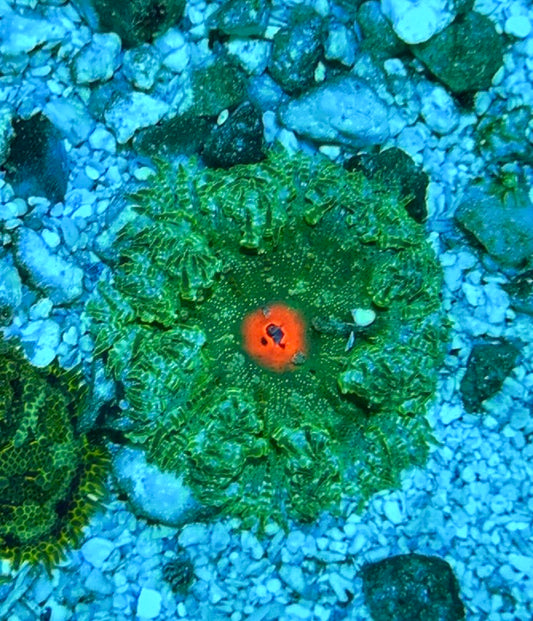 Rock Flower Anemone