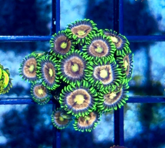 Cultured Zoa 22