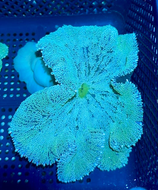 Haddoni Carpet Anemone