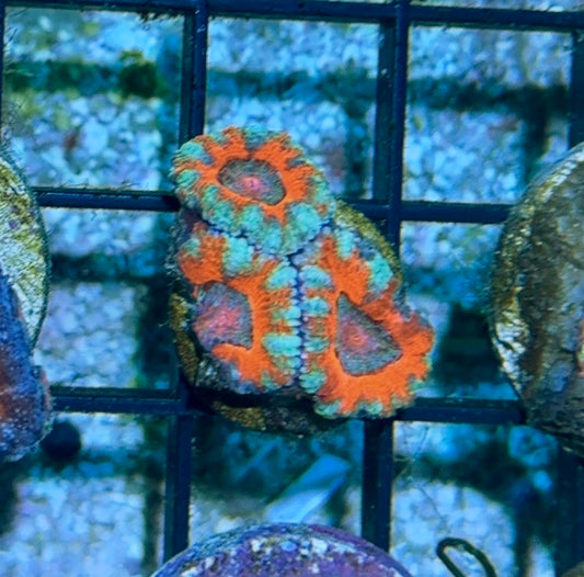 Acan 7