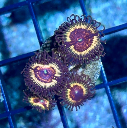 Cultured Zoa 24