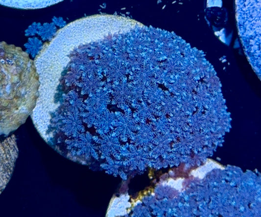 Blue Snowflake Polyp