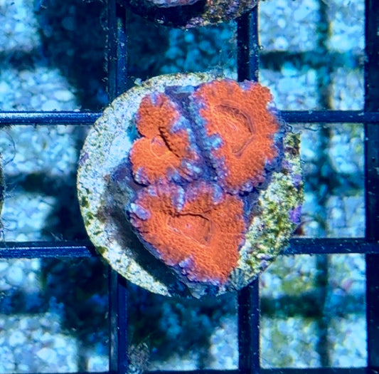 Acan 6