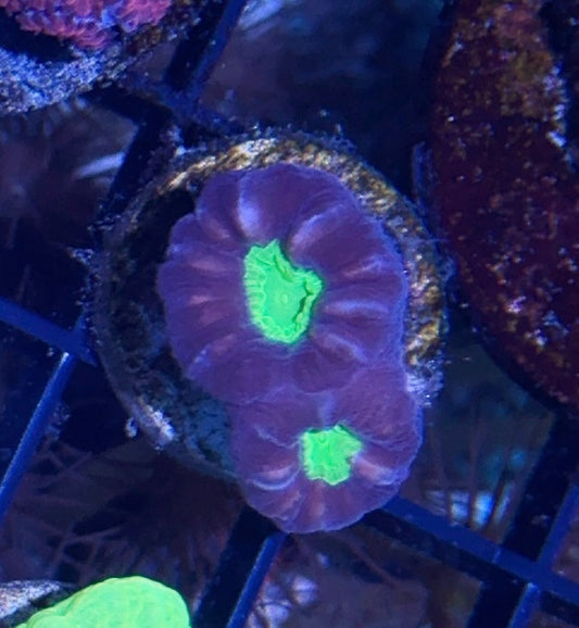 Candy Cane Frag