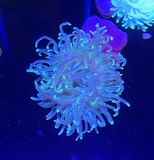 Long Tentacle Anemone