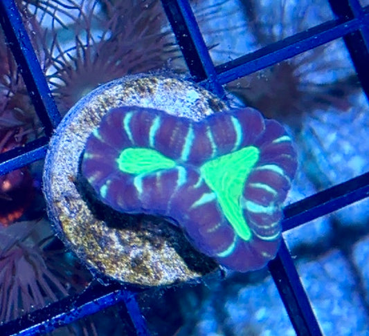 Candy Cane Frag