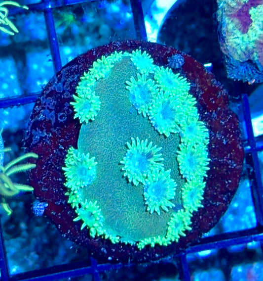 Cup Coral Frag