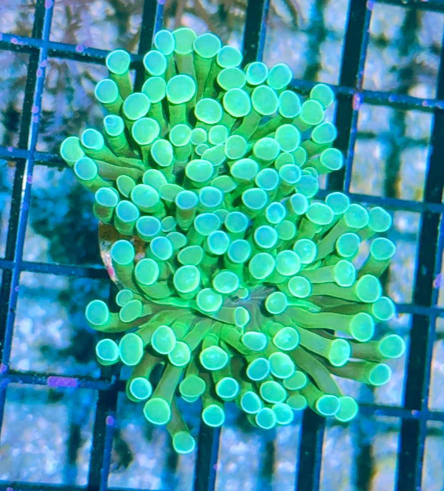 Hammer Coral