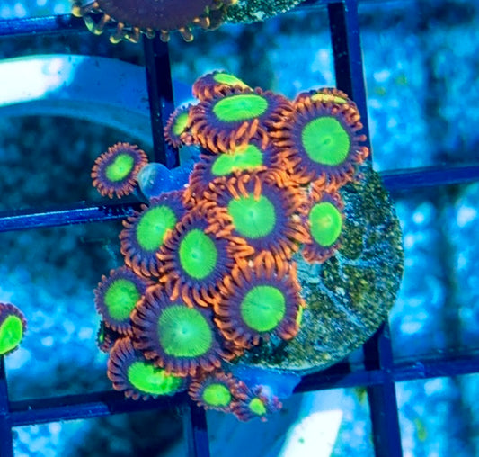 Cultured Zoa 12-