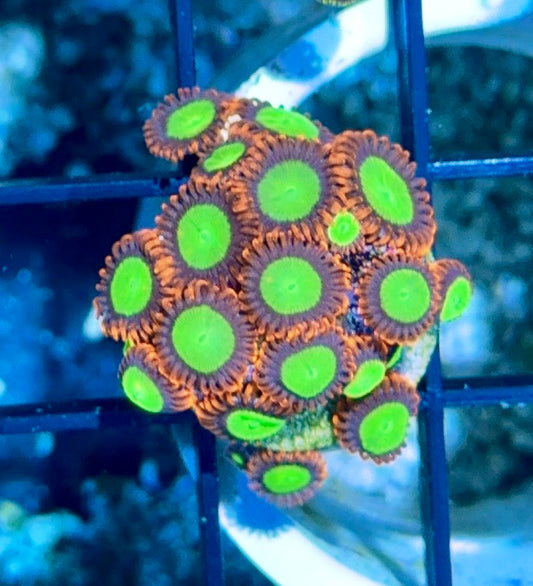 Cultured Zoa 11-