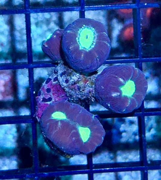 Candy Cane Mini Colony