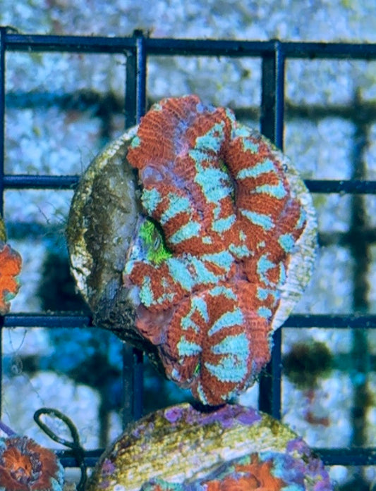 Acan 3