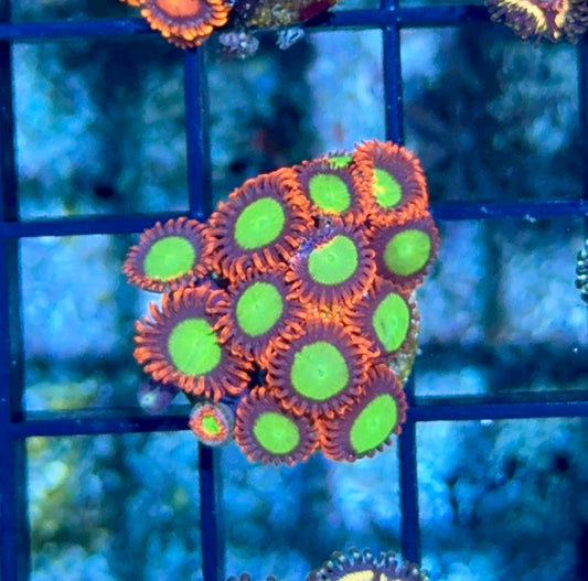 Cultured Zoa 20