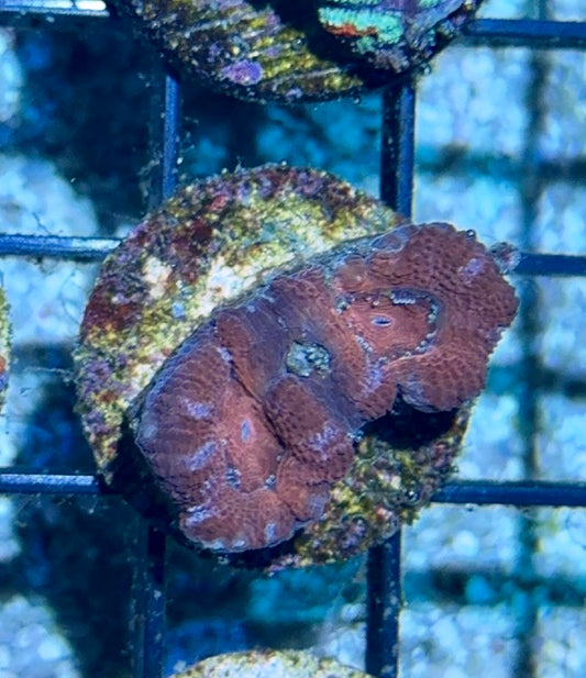 Acan 5