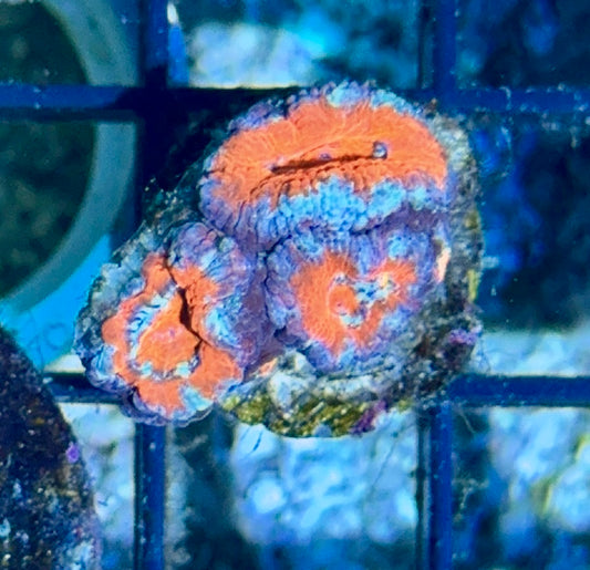 Acan 9