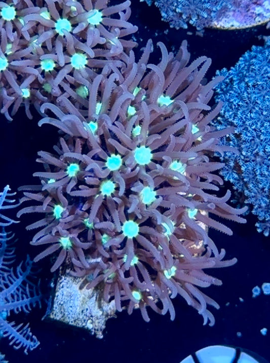 Green Star Polyp