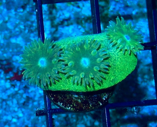 Cup Coral Frag