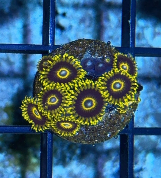 Cultured Zoa 21