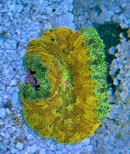 Maxi Mini Carpet Anemone