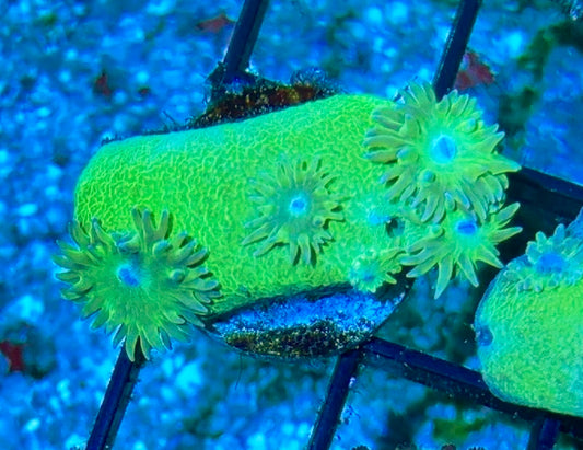 Cup Coral Frag