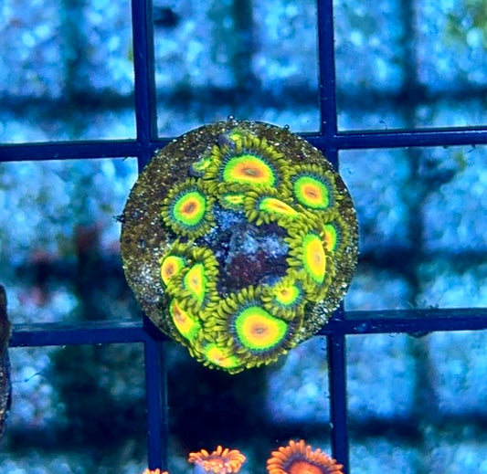 Cultured Zoa 26-Rasta