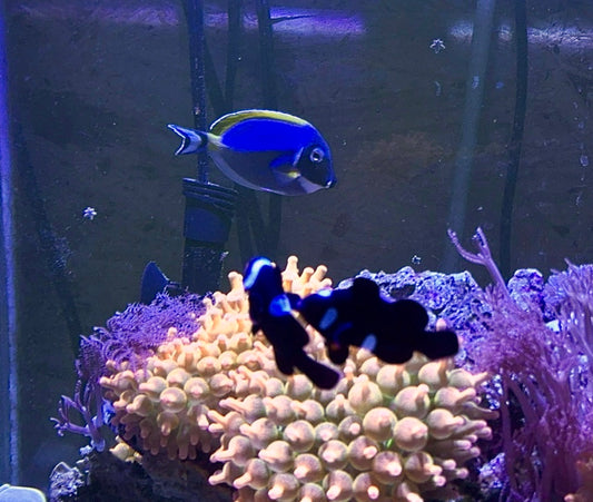 Powder Blue Tang