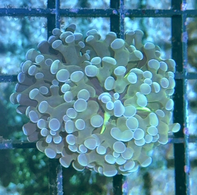 Hammer Coral