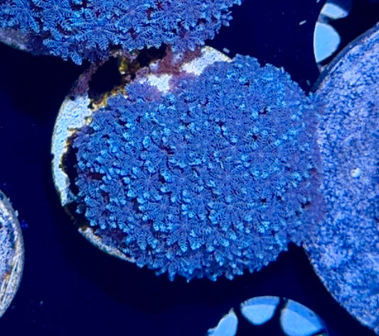 Blue Snowflake Polyp 3/4” Frag