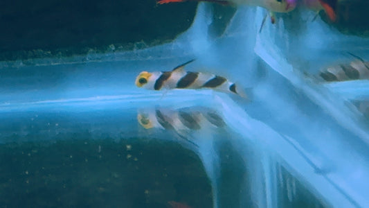 Yellow Rose Goby