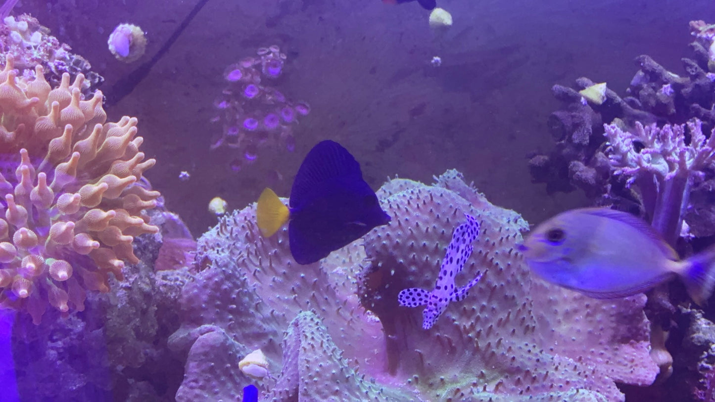 Purple Tang