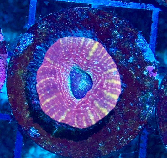 Acan  Bowerbanki