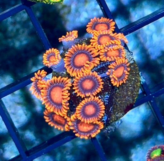 Cultured Zoa 25- Bam Bams