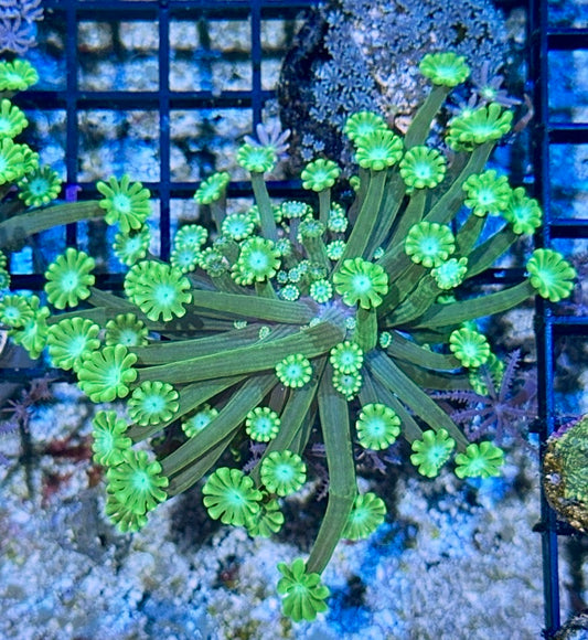 Metallic Green Flowerpot Coral