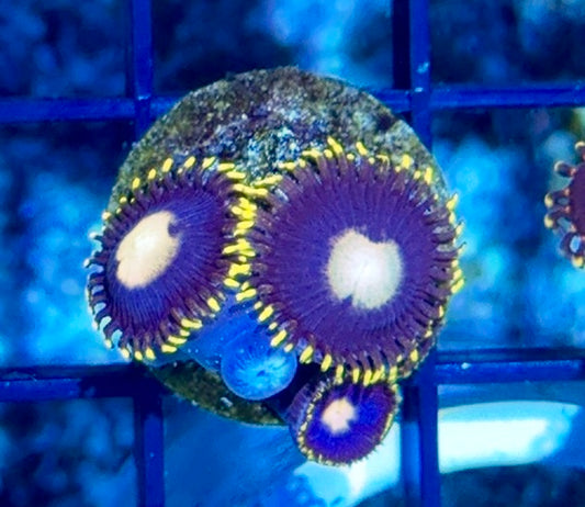 Cultured Zoa 18