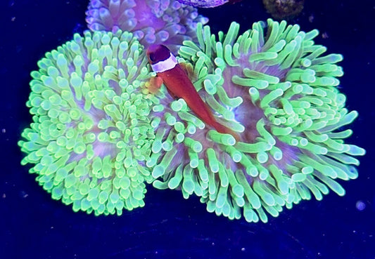 Green Bubble Tip Anemone