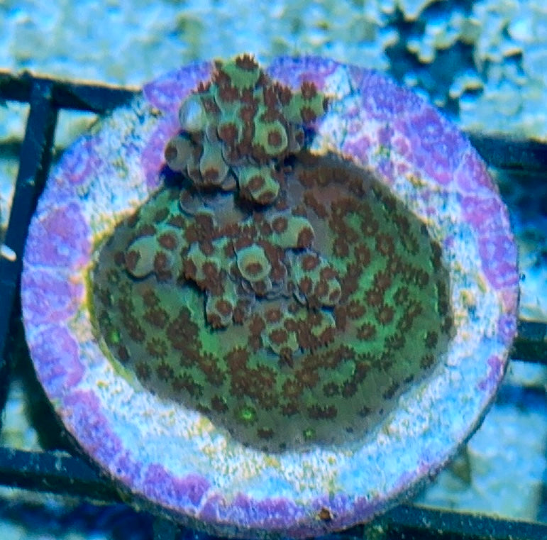 Acro Frag