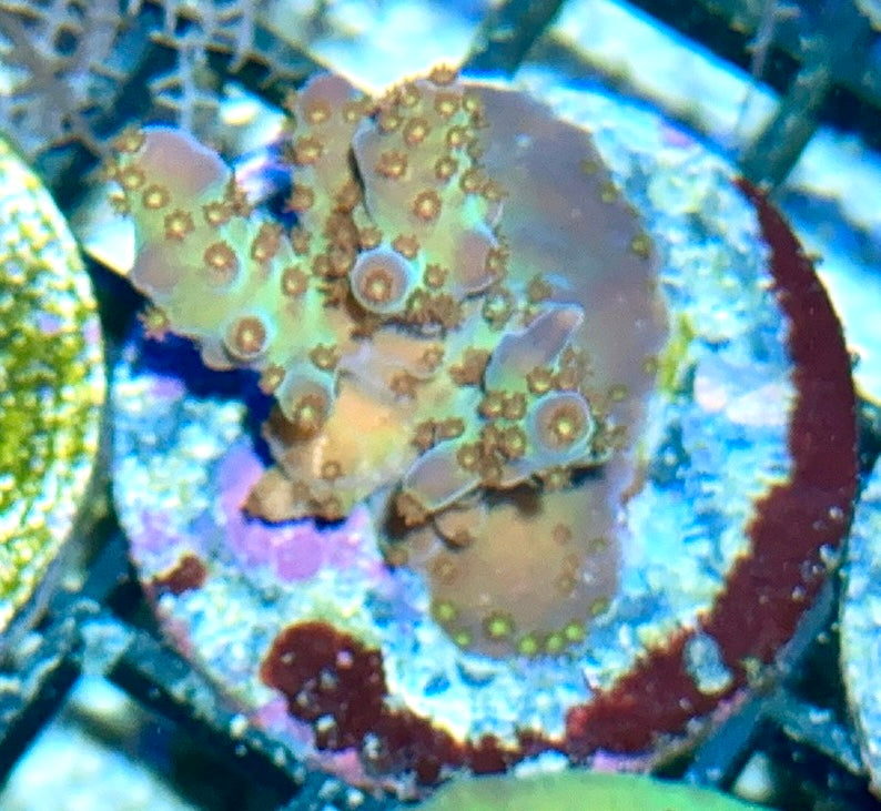 Acro Frag